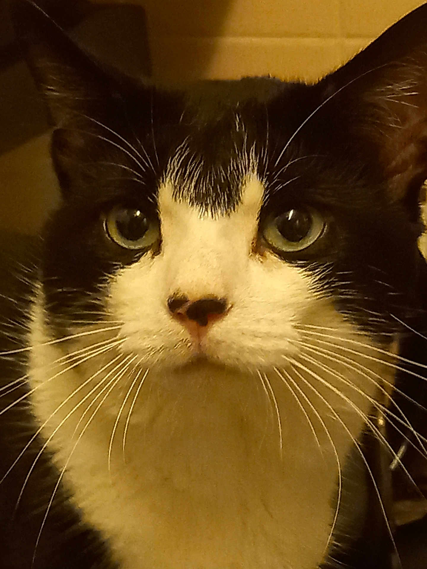 Luna joined the competition — help win amazing prizes! cat, close_up, black_and_white, whiskers, green_eyes, pet, animal, feline, face, portrait, looking, indoor, fur, cute, ears, nose, alert, expression, mammal, domestic
