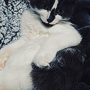 Midnight joined the competition — help win amazing prizes! cat, black_and_white, pet, animal, fur, whiskers, close_up, indoor, blanket, texture, cozy, cute, relaxing, person_partial, holding, comfort, snuggle, soft, resting, domestic