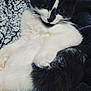 cat, black_and_white, pet, animal, fur, whiskers, close_up, indoor, blanket, texture, cozy, cute, relaxing, person_partial, holding, comfort, snuggle, soft, resting, domestic