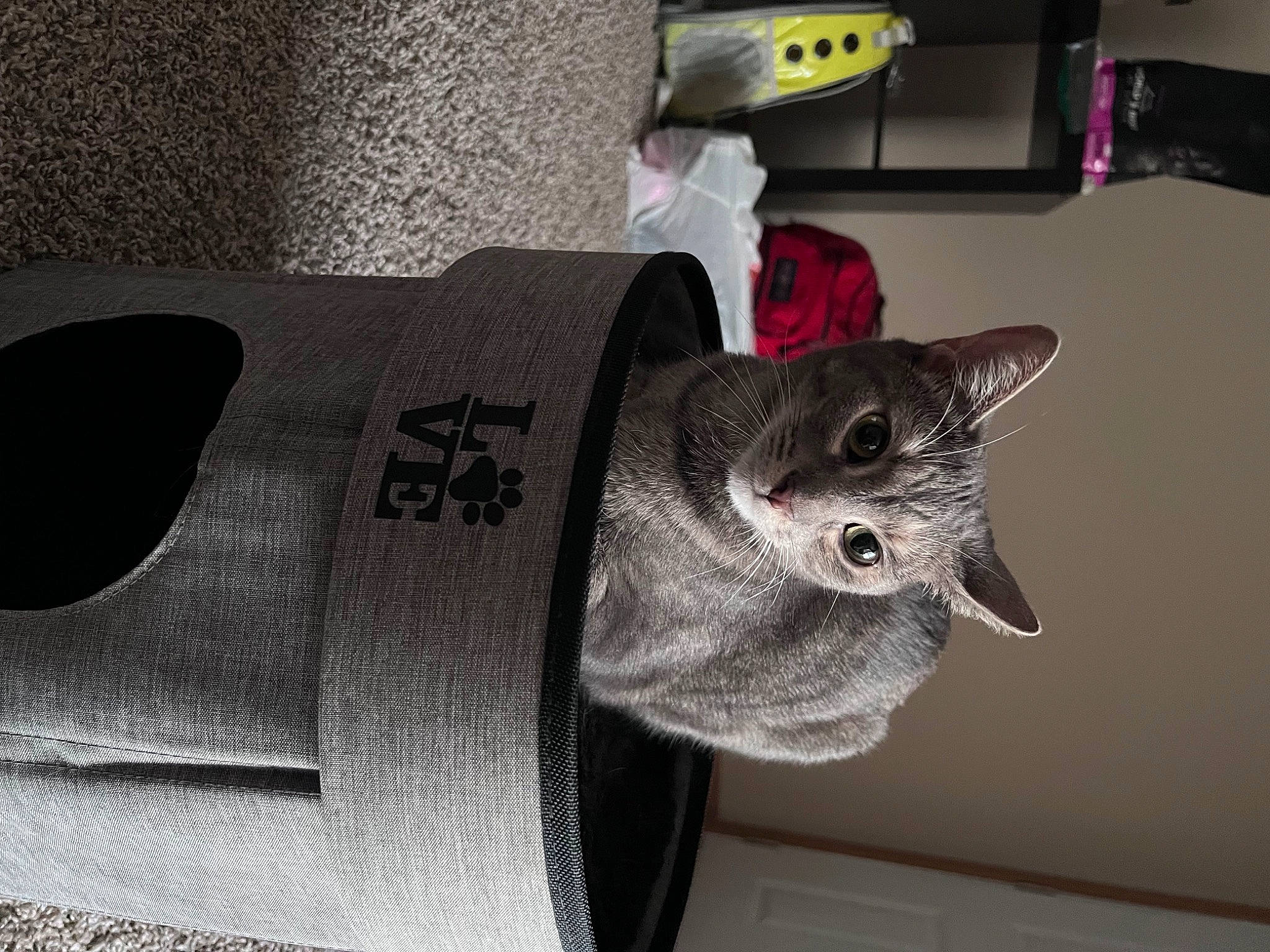 Tammy joined the competition — help win amazing prizes! carmine, carnivore, cat, domestic_short_haired_cat, fashion_accessory, felidae, fur, grey, russian_blue, sleeve, small_to_medium_sized_cats, snout, tail, whiskers