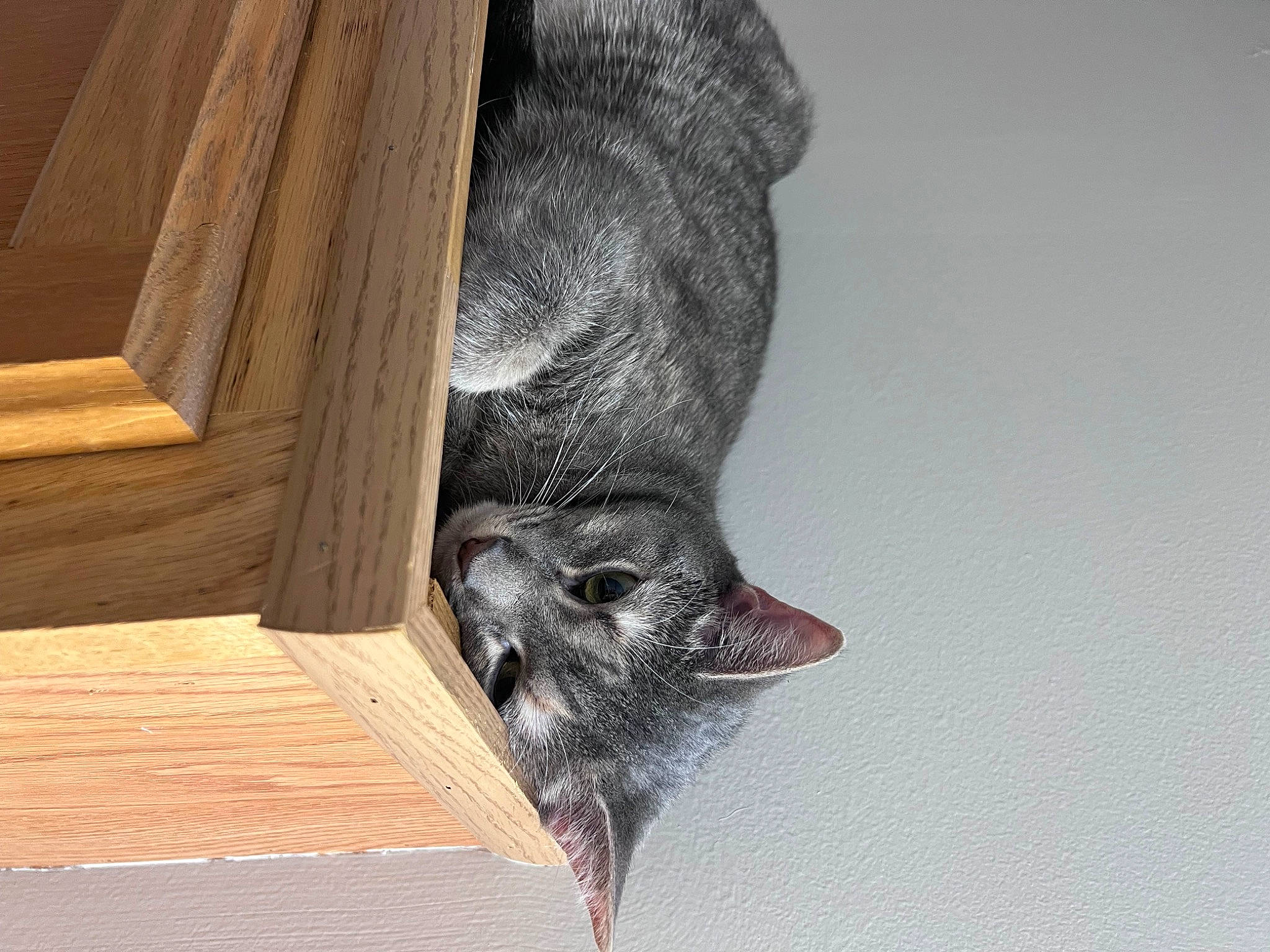 Tammy is registered to the contest to win money with this photo: canidae, carnivore, cat, claw, dog_breed, domestic_short_haired_cat, felidae, fur, hardwood, human_leg, paw, plank, small_to_medium_sized_cats, snout, sporting_group, tail, whiskers, window, wood, wood_stain