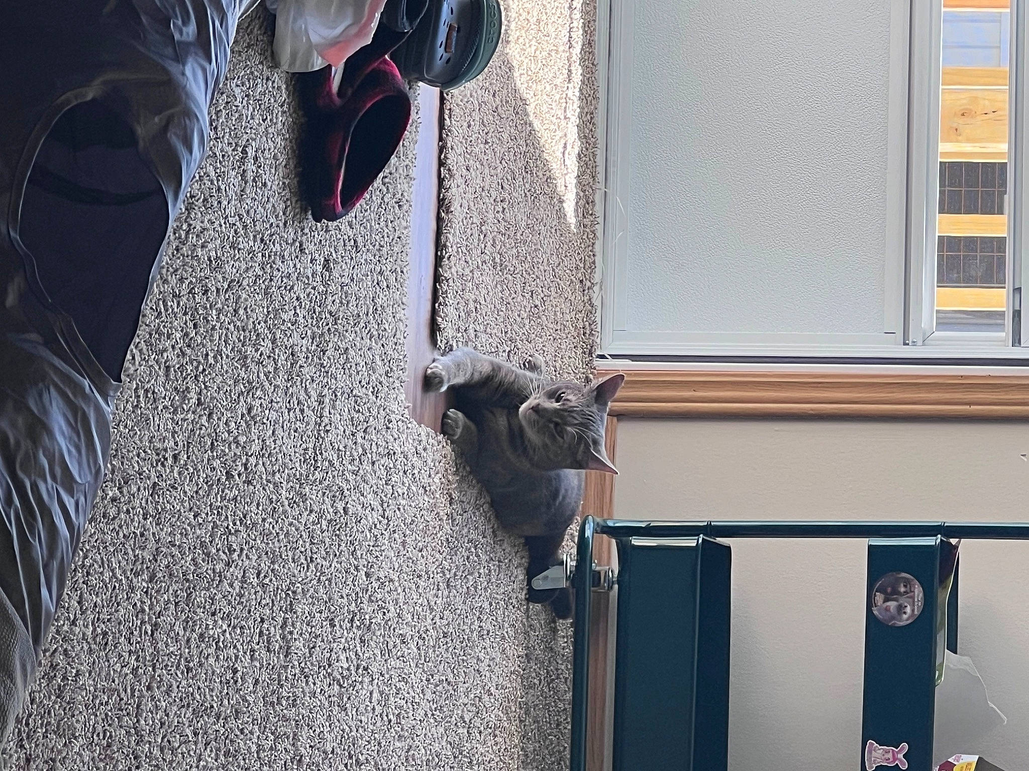 Tammy joined the competition — help win amazing prizes! carmine, dog, door, facade, flooring, foot, fur, grey, house, human_leg, pedestrian, road, road_surface, room, sandal, shadow, sidewalk, street, tints_and_shades, window