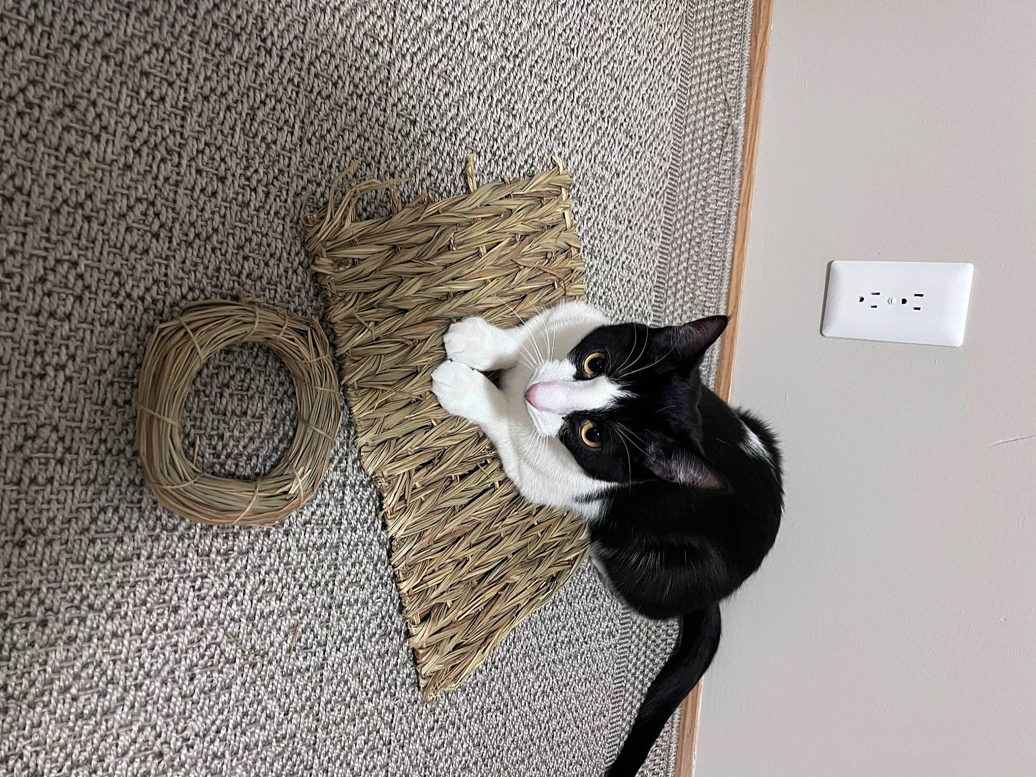 Theo is registered to the contest to win money with this photo: carnivore, cat, circle, comfort, domestic_short_haired_cat, felidae, floor, flooring, fur, grey, hardwood, houseplant, linens, room, shadow, small_to_medium_sized_cats, tail, whiskers, wood, wood_flooring