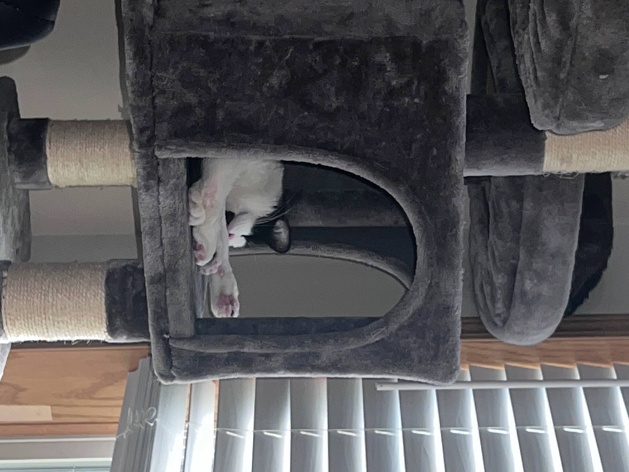 Theo joined the competition — help win amazing prizes! art, automotive_exterior, automotive_tire, automotive_wheel_system, black, carnivore, cat, concrete, felidae, gas, grey, line, machine, metal, motor_vehicle, pet_supply, pipe, room, small_to_medium_sized_cats, wood