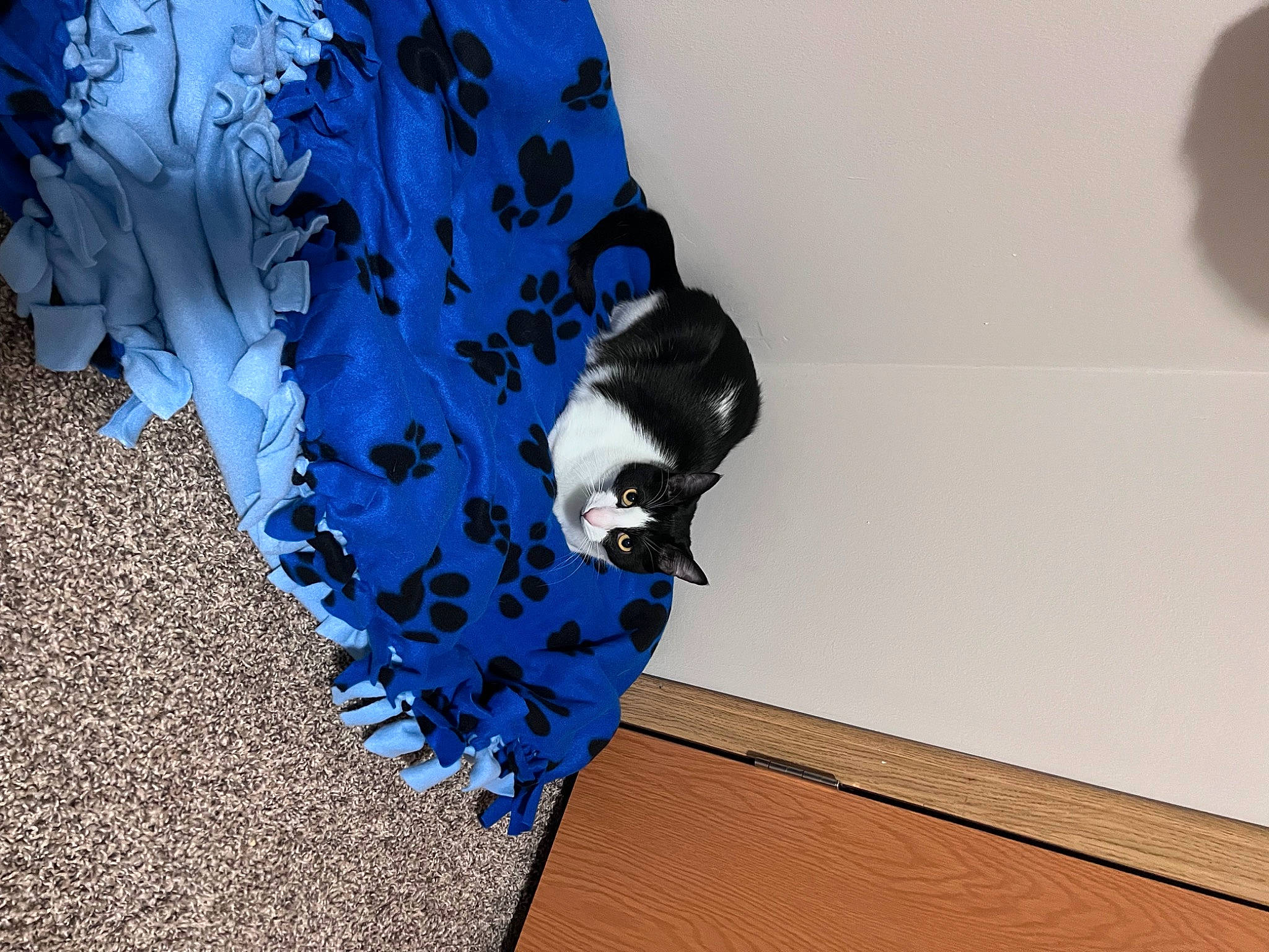 Theo is registered to the contest to win money with this photo: art, canidae, carmine, carnivore, electric_blue, felidae, flooring, freezing, glove, hardwood, human_leg, pattern, shadow, small_to_medium_sized_cats, sporting_group, tail, tree, visual_arts, wall, wood