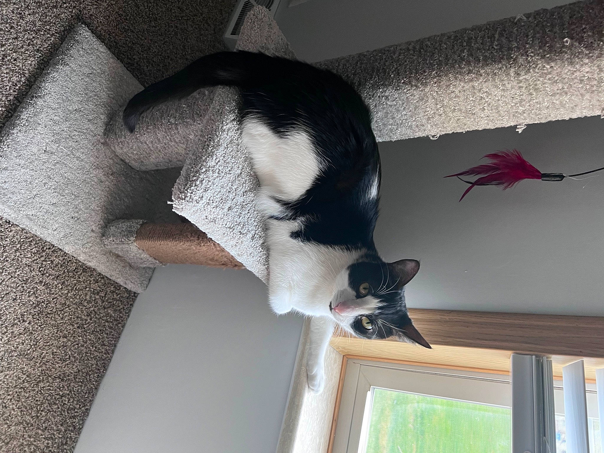 Theo joined the competition — help win amazing prizes! carmine, ceiling, dress, feather, felidae, flooring, fur, grey, interior_design, picture_frame, plant, room, tail, textile, tints_and_shades, tree, window, window_covering, wing, wood