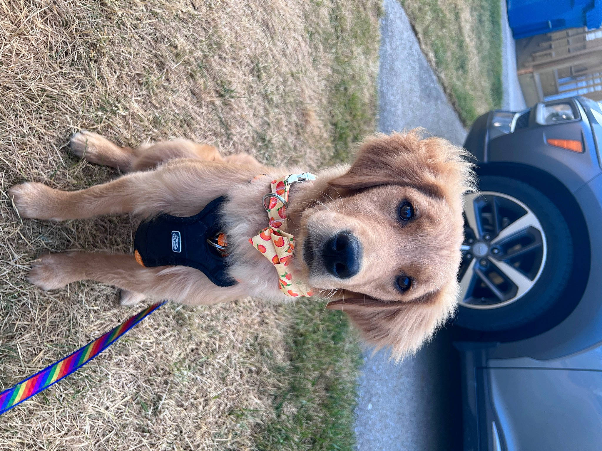 Peaches is registered to the contest to win money with this photo: automotive_exterior, car, carnivore, collar, companion_dog, dog, dog_breed, dog_collar, dog_supply, fawn, fender, leash, motor_vehicle, pet_supply, plant, tire, vehicle, vehicle_door, wheel, working_animal