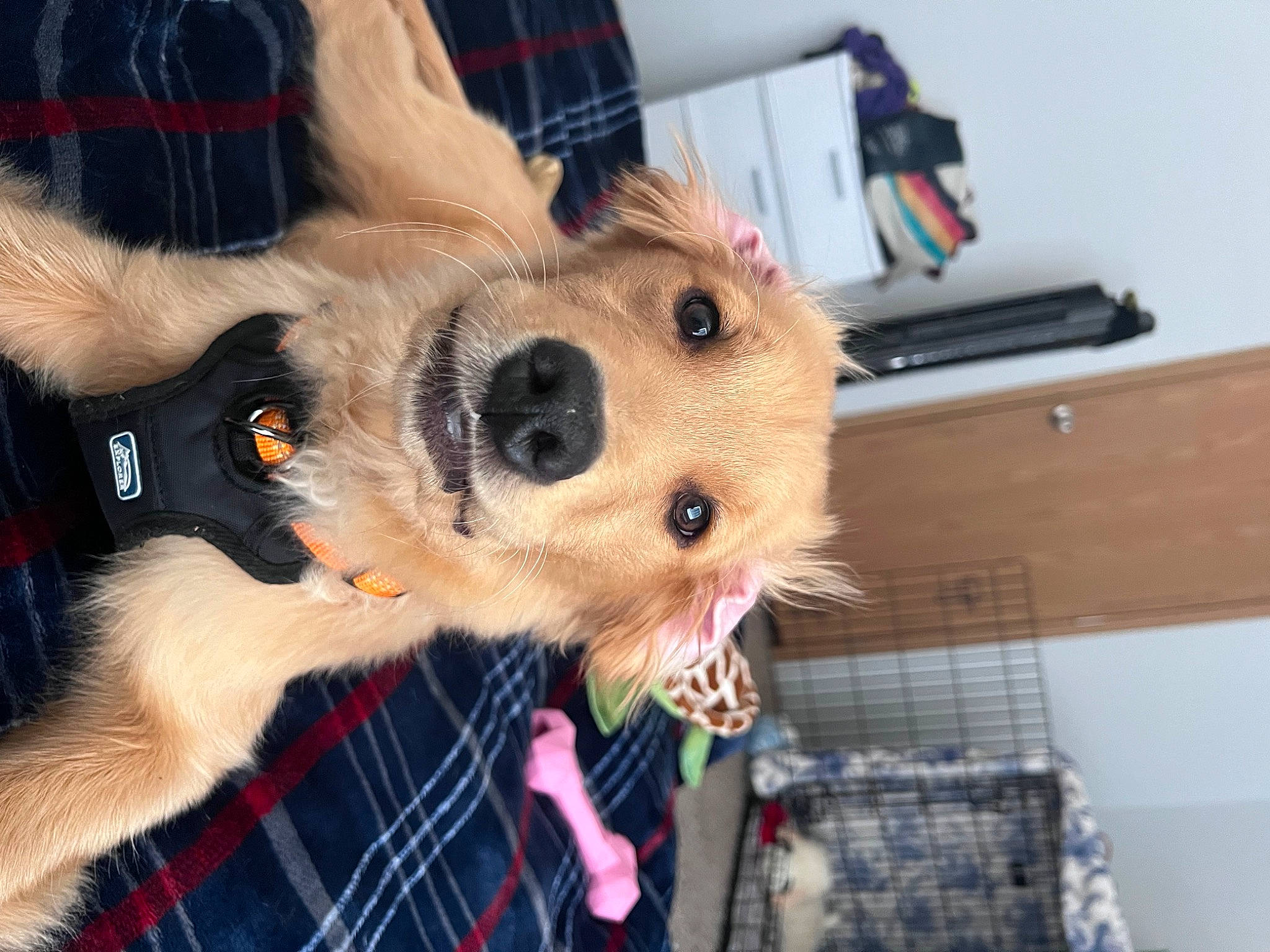 Peaches joined the competition — help win amazing prizes! canidae, carnivore, companion_dog, dog, dog_breed, dog_clothes, dog_supply, fawn, fur, leash, non_sporting_group, paw, plaid, pomeranian, snout, spitz, sporting_group, tartan, toy_dog, whiskers