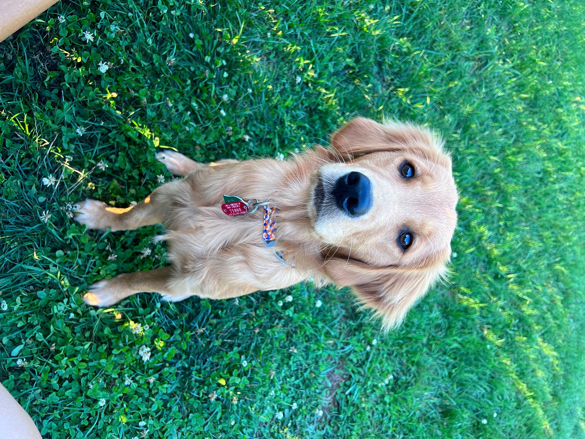 Peaches is registered to the contest to win money with this photo: canidae, carnivore, companion_dog, dog, dog_breed, fawn, fur, golden_retriever, grass, happy, lawn, people_in_nature, plant, plush, snout, sporting_group, stuffed_toy, teddy_bear, toy, working_animal