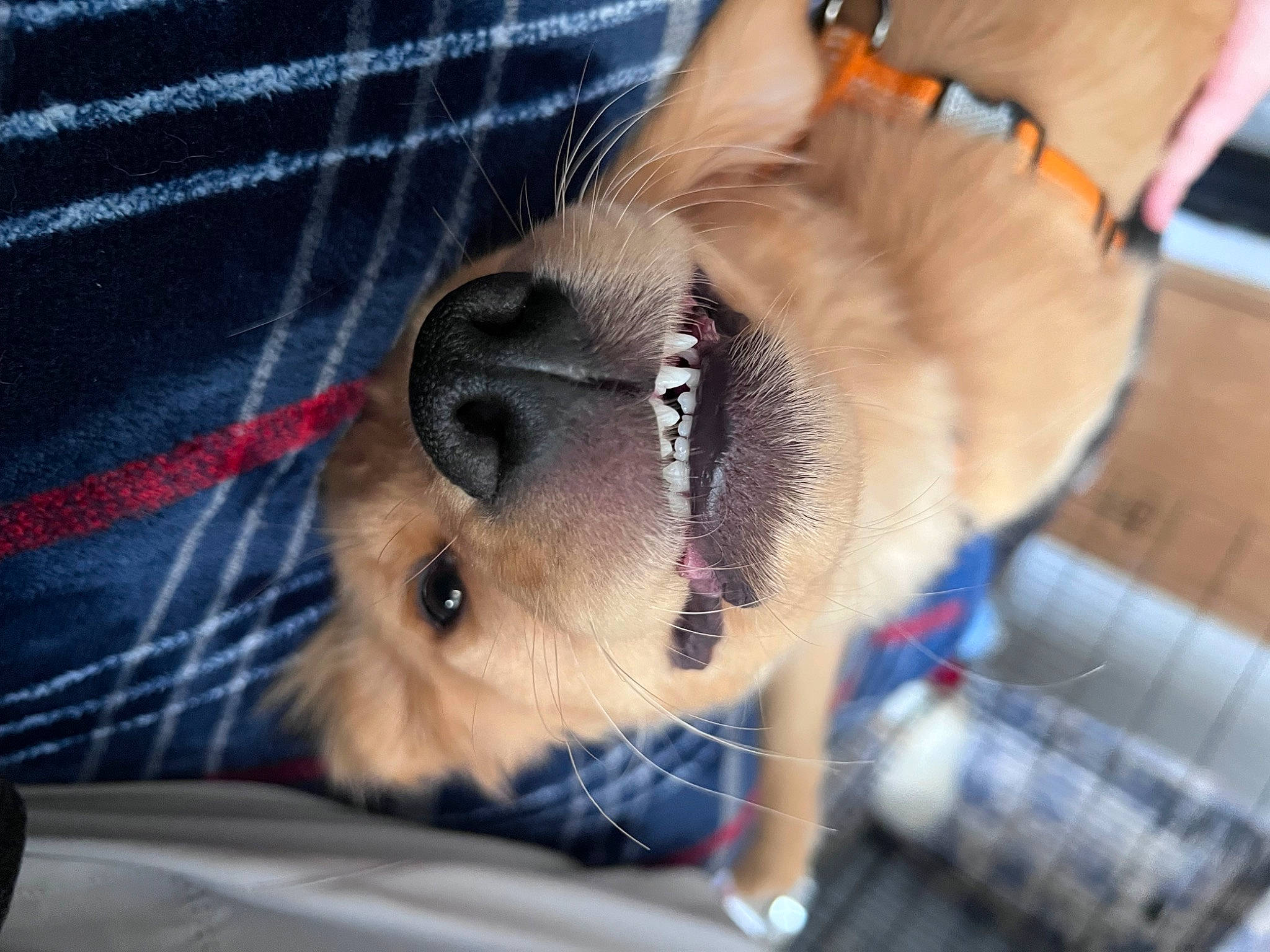 Peaches joined the competition — help win amazing prizes! canidae, carnivore, collar, comfort, companion_dog, dog, dog_breed, fawn, felidae, fur, paw, pet_supply, plaid, small_to_medium_sized_cats, snout, sporting_group, tartan, toy_dog, whiskers, working_animal