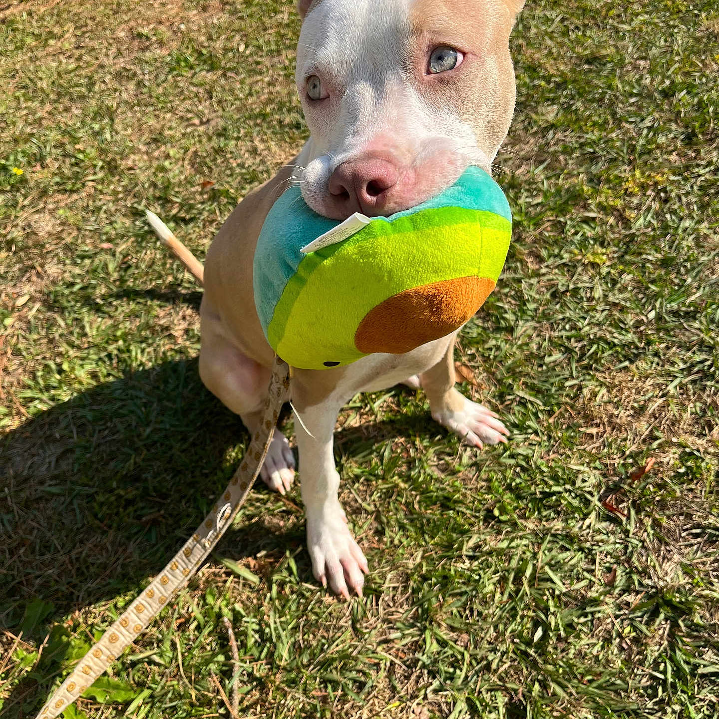 Milo is registered to the contest to win money with this photo: adorable, animal, canine, cute, daylight, dog, ears, grass, heterochromia, leash, muzzle, nature, outdoor, pet, play, playful, puppy, sitting, sunlight, toy