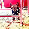 sphynx_cat, cat, hairless_cat, pet, animal, indoor, carpet, patterned_carpet, furniture, pink_table, sweater, cozy, cute, curious, small, floor, domestic, playful, colorful, background