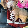 sphynx_cat, cat, hairless_cat, blue_eyes, pet, animal, indoor, stuffed_toy, pink, cushion, football_shape, car_seat, seatbelt, paper_bag, wrinkled_skin, ears, curious, looking_at_camera, close_up, cute