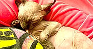 Dobby is registered to the contest to win money with this photo: sphynx_cat, hairless_cat, sleeping_cat, pet, animal, cozy, blanket, pink, relaxation, indoor, closeup, wrinkled_skin, cute, resting, domestic_cat, feline, paw, ear, nap, comfort