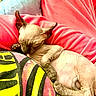 sphynx_cat, hairless_cat, sleeping_cat, pet, animal, cozy, blanket, pink, relaxation, indoor, closeup, wrinkled_skin, cute, resting, domestic_cat, feline, paw, ear, nap, comfort