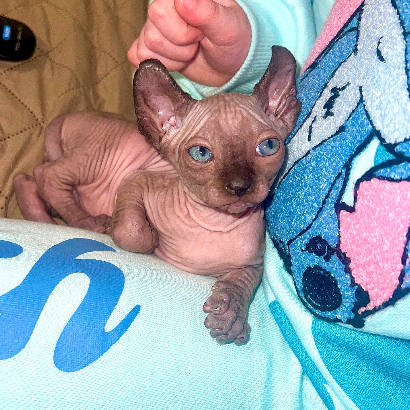 Dobby