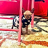 sphynx_cat, cat, pet, indoor, sweater, pink_chair, colorful_rug, floor, furniture, curious, animal, hairless_cat, blue_eyes, cozy, patterned_rug, red_background, legs, standing, cute, domestic_animal