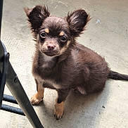 Sissi participe au concours pour gagner de l'argent avec cette photo : dog, puppy, small_dog, fluffy, brown_fur, long_hair, large_ears, portrait, sitting, looking_at_camera, cute, adorable, animal, pet, concrete_floor, chair, outdoor, close_up, facial_expression, natural_light