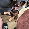 puppy, dog, brown_fur, small_dog, floppy_ears, tan_markings, raised_paw, cute, portrait, animal, pet, indoor, storage_bins, floor, sandals, kneeling_person, close_up, adorable, playful, looking_at_camera