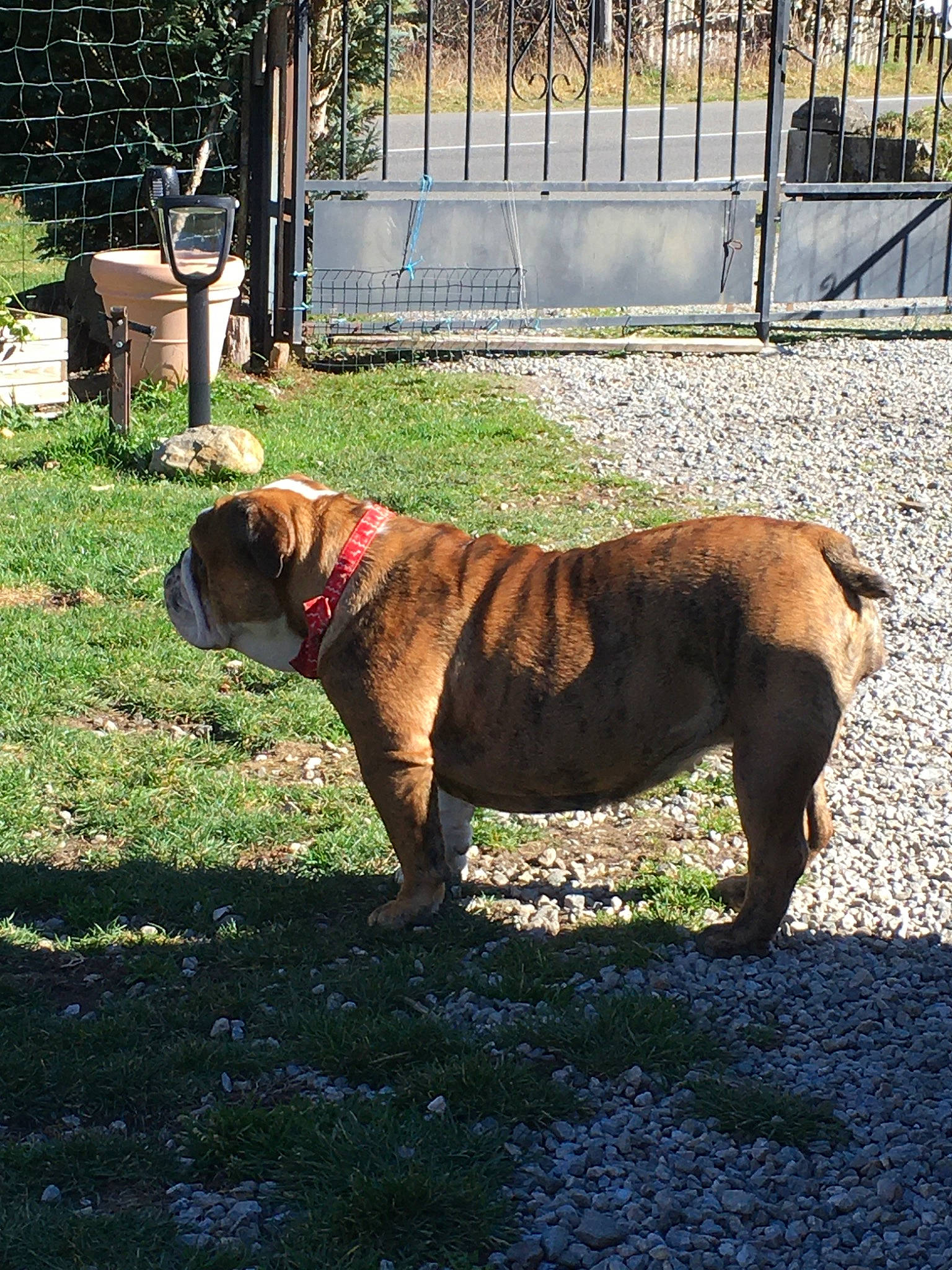 Pepita Bulldog participe au concours pour gagner de l'argent avec cette photo : australian_bulldog, boerboel, bulldog, bullmastiff, canidae, carnivore, dog, dog_breed, dorset_olde_tyme_bulldogge, fawn, fila_brasileiro, korean_mastiff, mammal, molosser, old_english_bulldog, olde_english_bulldogge, rare_breed_dog, tosa, vertebrate