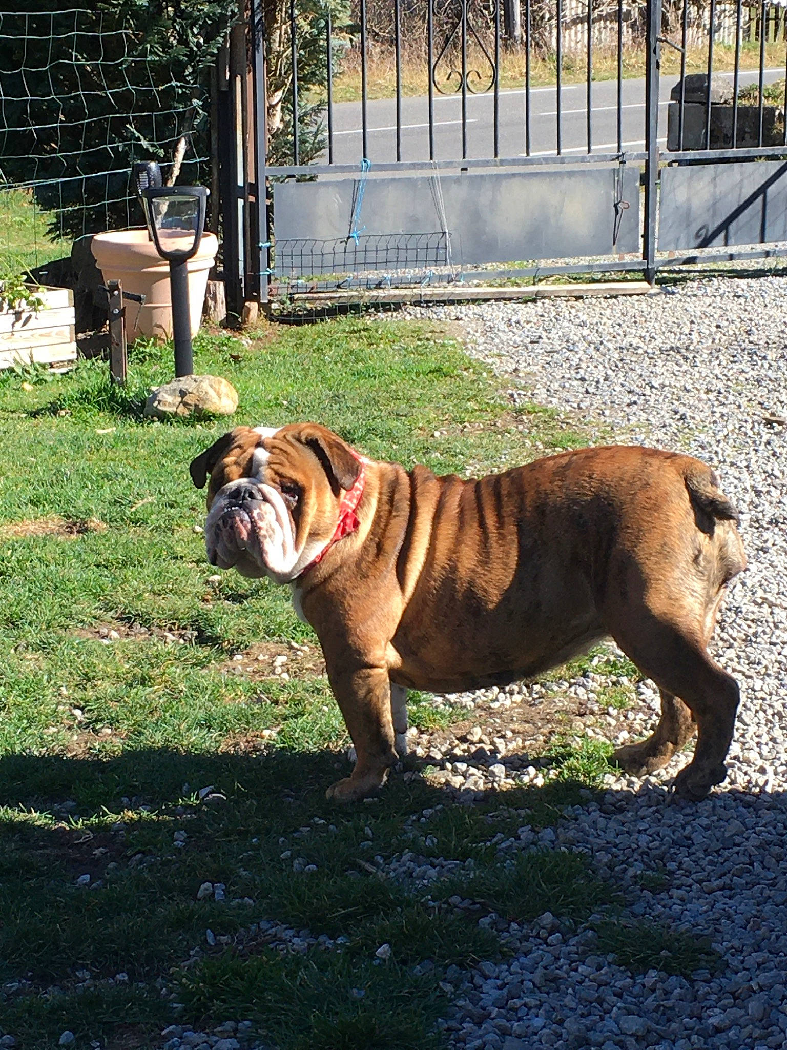 Pepita Bulldog participe au concours pour gagner de l'argent avec cette photo : american_bulldog, australian_bulldog, british_bulldogs, bulldog, canidae, carnivore, companion_dog, dog, dog_breed, dorset_olde_tyme_bulldogge, fawn, mammal, non_sporting_group, old_english_bulldog, olde_english_bulldogge, renascence_bulldogge, snout, toy_bulldog, valley_bulldog, vertebrate