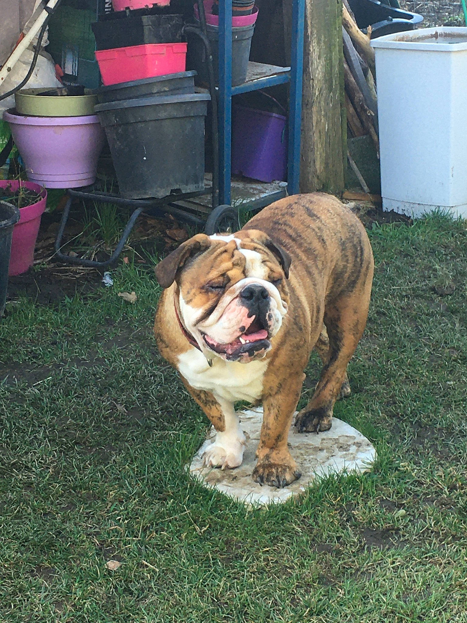 Pepita Bulldog