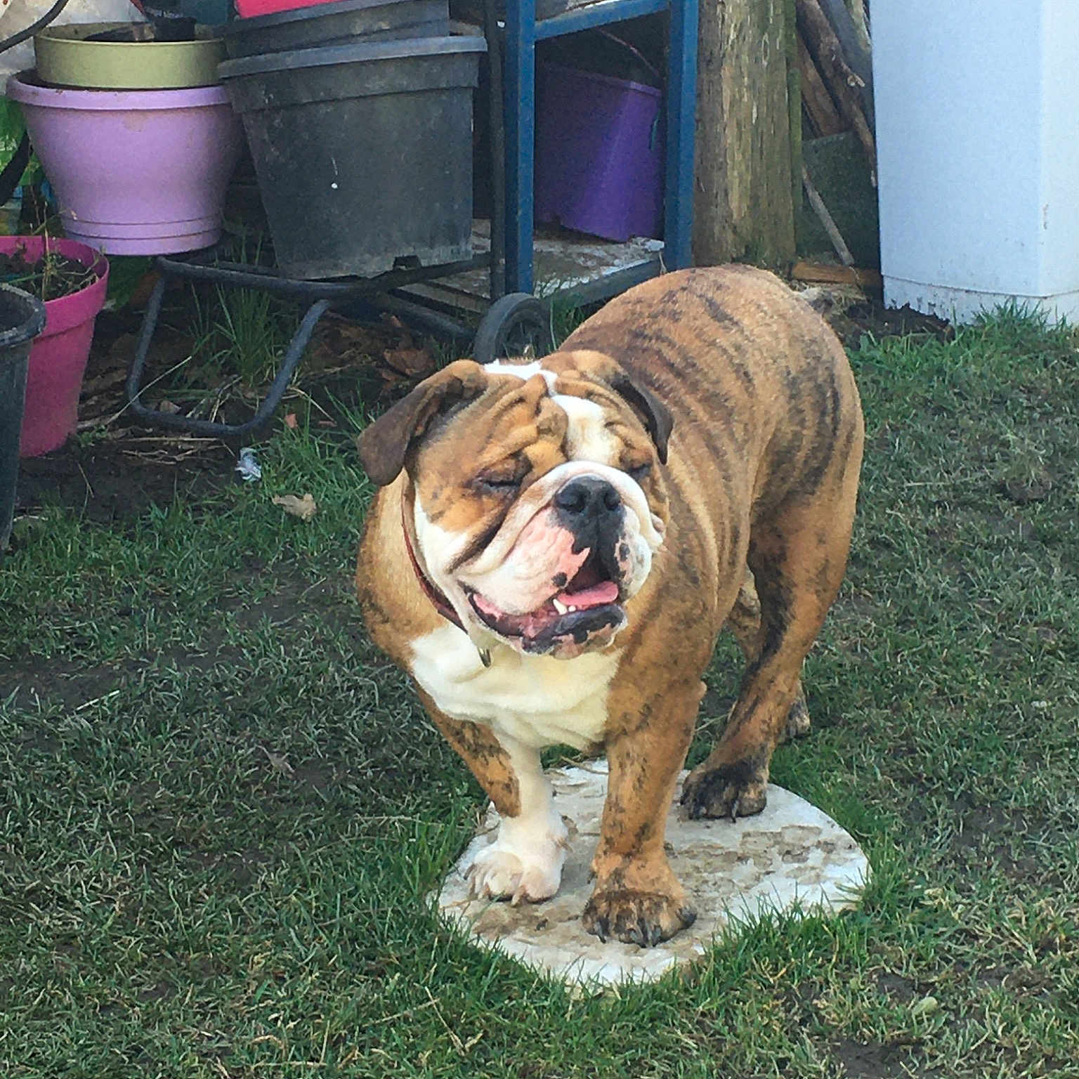 Pepita Bulldog