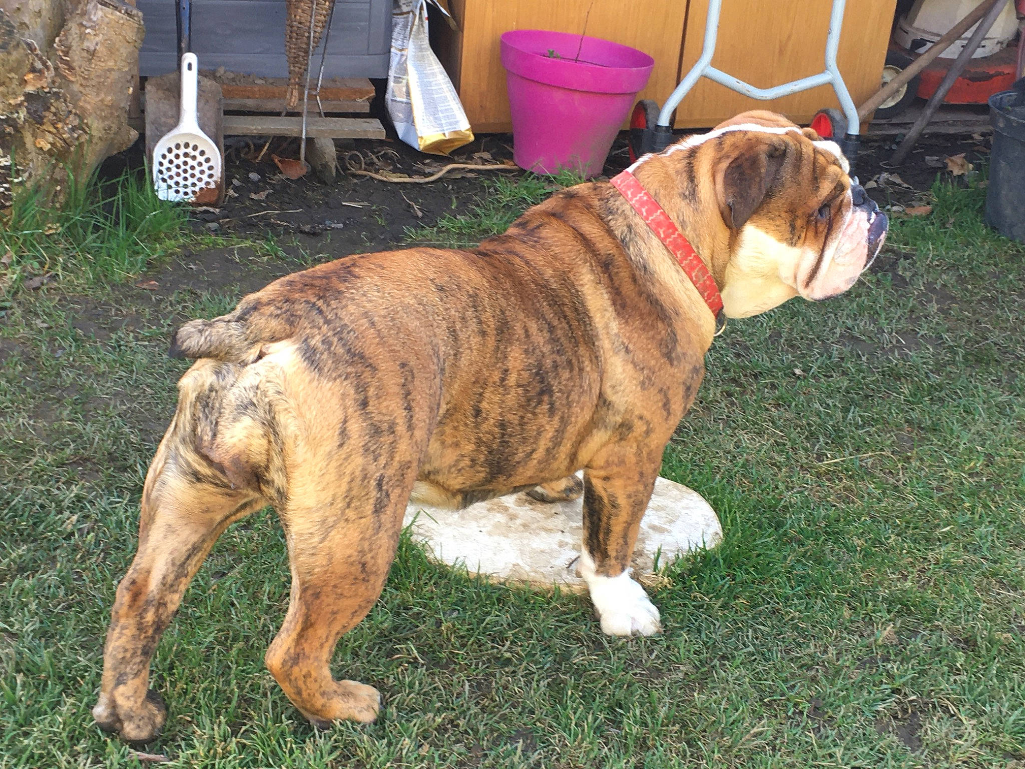 Pepita Bulldog a rejoint le concours — aidez-le/la à gagner de superbes lots ! american_bulldog, australian_bulldog, british_bulldogs, bulldog, canidae, carnivore, dog, dog_breed, dorset_olde_tyme_bulldogge, mammal, molosser, non_sporting_group, old_english_bulldog, olde_english_bulldogge, perro_de_presa_mallorquin, rare_breed_dog, renascence_bulldogge, toy_bulldog, valley_bulldog, vertebrate
