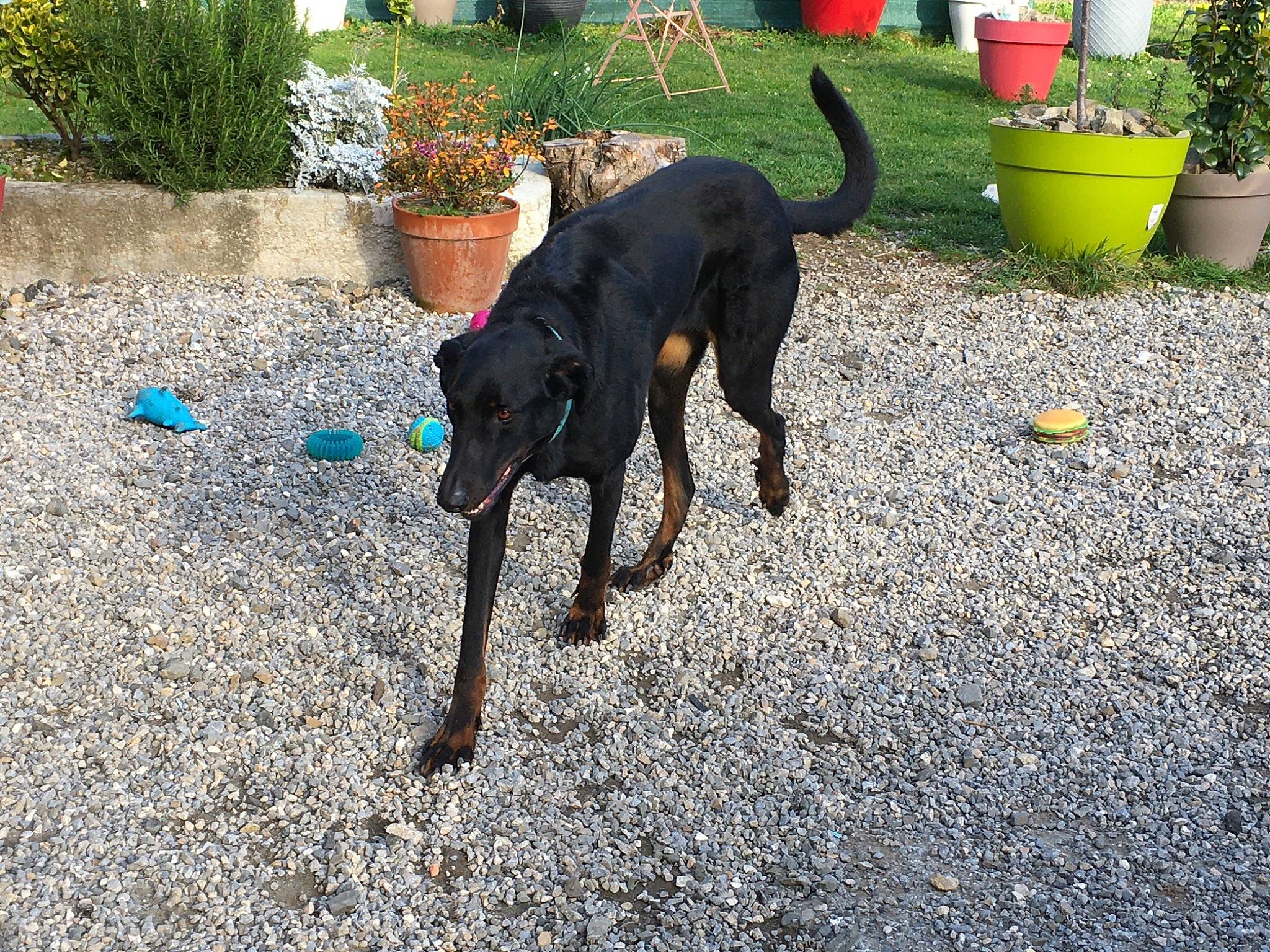 Duchesse a rejoint le concours — aidez-le/la à gagner de superbes lots ! canidae, carnivore, dog, dog_breed, german_pinscher, guard_dog, hunting_dog, mammal, montenegrin_mountain_hound, sporting_group, tail, vertebrate, working_dog