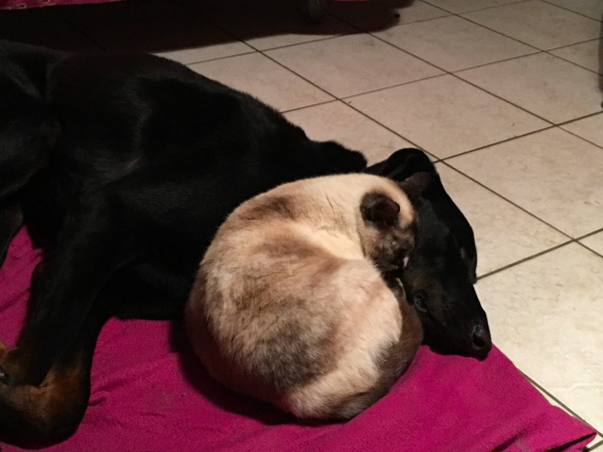 Duchesse a rejoint le concours — aidez-le/la à gagner de superbes lots ! canidae, carnivore, companion_dog, dog, dog_breed, ear, fawn, formosan_mountain_dog, guard_dog, mammal, nap, non_sporting_group, sleep, snout, sporting_group, vertebrate