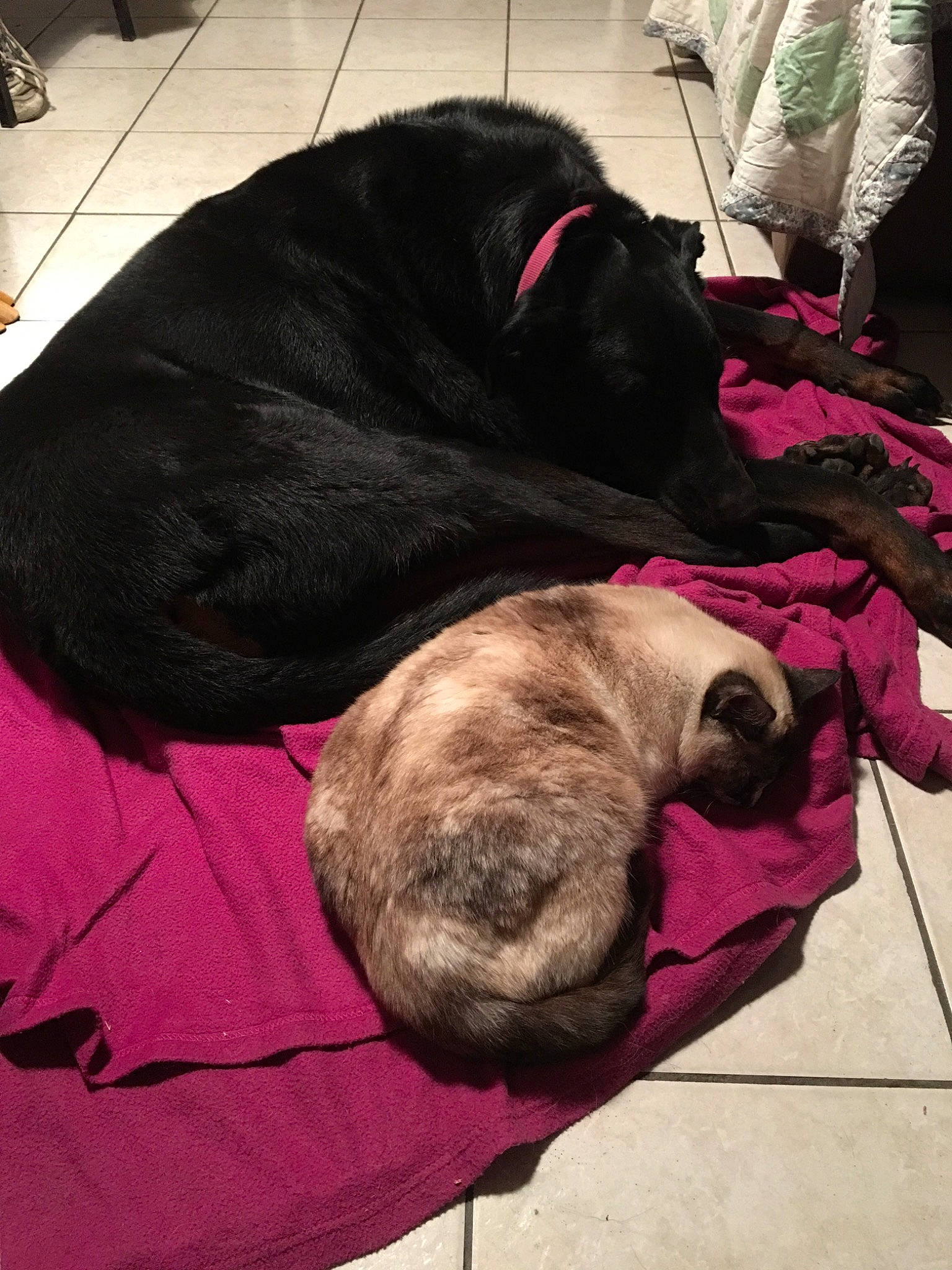 Duchesse participe au concours pour gagner de l'argent avec cette photo : canidae, carnivore, companion_dog, dog, dog_breed, guard_dog, labrador_retriever, nap, puppy, retriever, sleep, snout, sporting_group