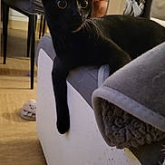 Pattoune participe au concours pour gagner de l'argent avec cette photo : black_cat, cat, animal, pet, indoor, furniture, couch, person, headset, table, wooden_floor, relaxed, wide_eyes, seated, technology, gaming, casual, home, slipper, blanket
