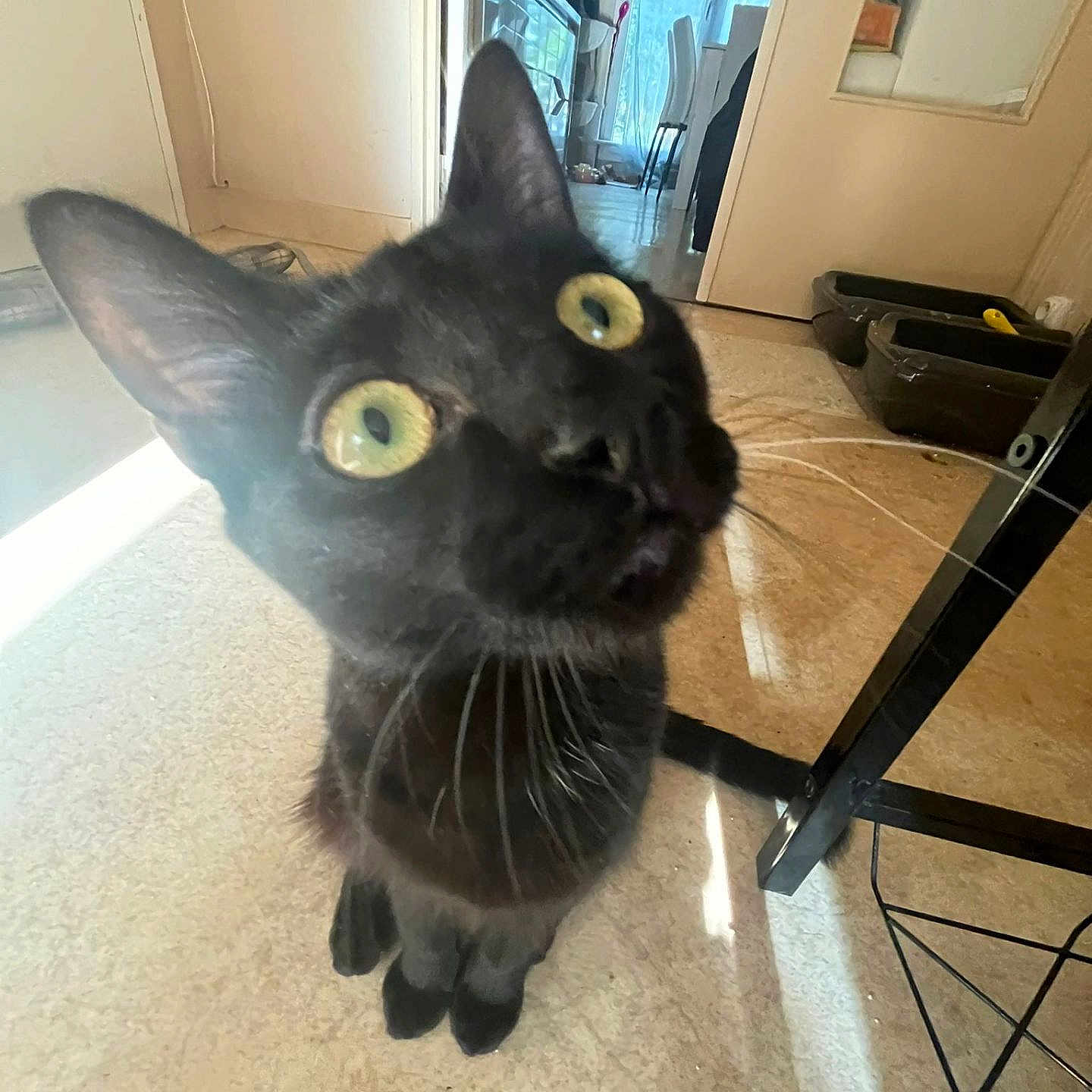 Pattoune participe au concours pour gagner de l'argent avec cette photo : animal, black_cat, cat, close_up, curiosity, curious, domestic_cat, door, floor, flooring, furniture, household, indoor, looking_up, pet, room, whiskers, whiskers_visible, wide_eyes, yellow_eyes