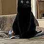 Pattoune a rejoint le concours — aidez-le/la à gagner de superbes lots ! black_cat, cat, pet, animal, indoor, furniture, blanket, couch, cozy, domestic, fur, whiskers, ears, eyes, sitting, curious, home, shelf, wood, relaxed