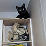 Pattoune participe au concours pour gagner de l'argent avec cette photo : cat, black_cat, shelf, bag, fabric, indoor, curious, pet, animal, wood, storage, stacked, container, colorful, texture, crumpled, household, feline, paws, looking