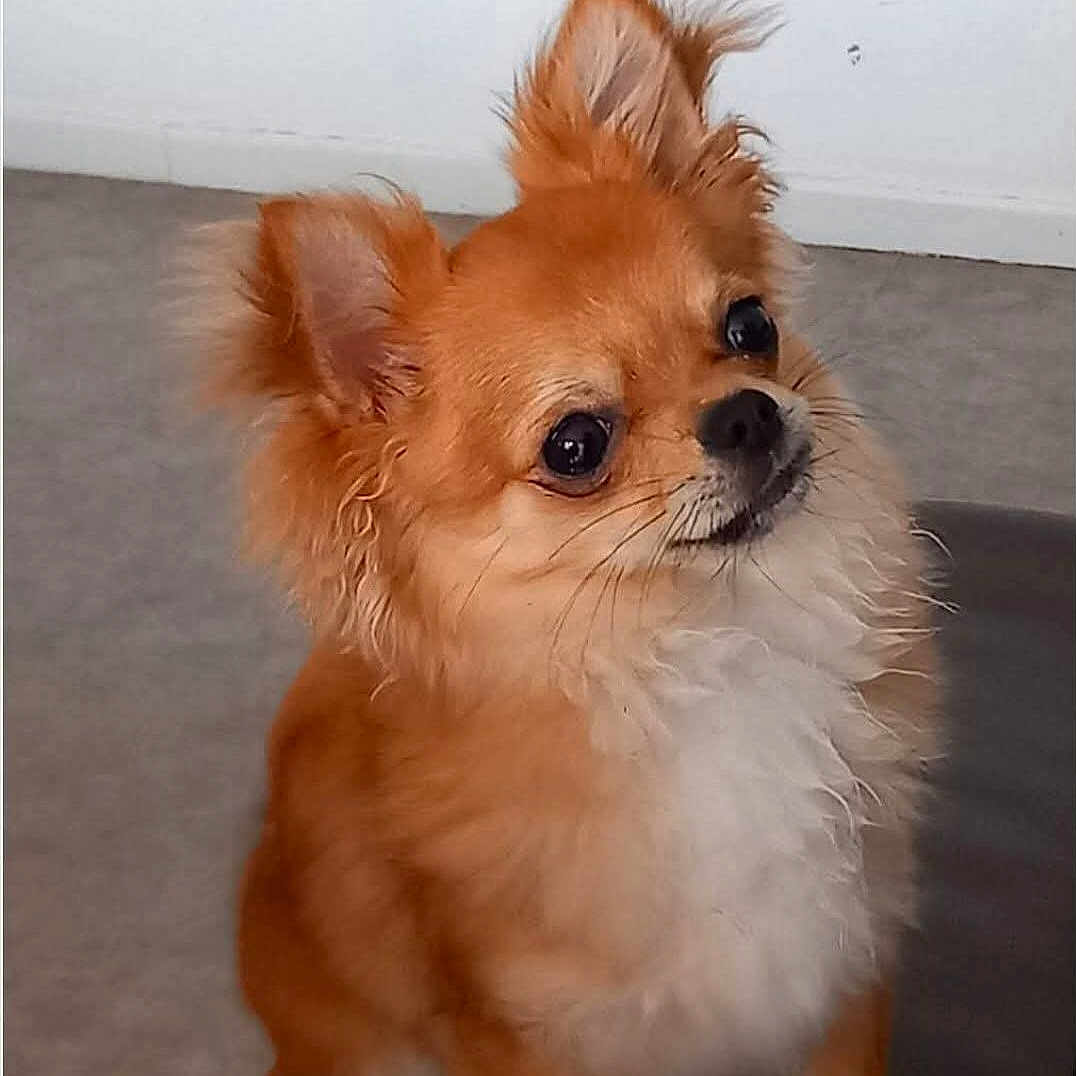 Tilou participe au concours pour gagner de l'argent avec cette photo : adorable, alert, animal, brown, canine, companion, curious, cute, dog, domestic, ears_up, face, fluffy, friendly, fur, indoor, pet, sitting, small_dog, white_chest