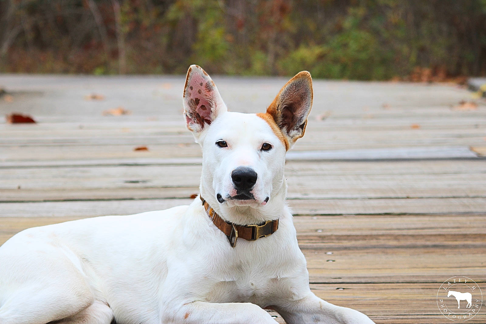 Peaches is registered to the contest to win money with this photo: canidae, carnivore, collar, companion_dog, dog, dog_breed, dog_collar, dog_supply, fashion_accessory, fawn, happy, paw, pet_supply, snout, sporting_group, tail, terrestrial_animal, terrier, wood, working_animal