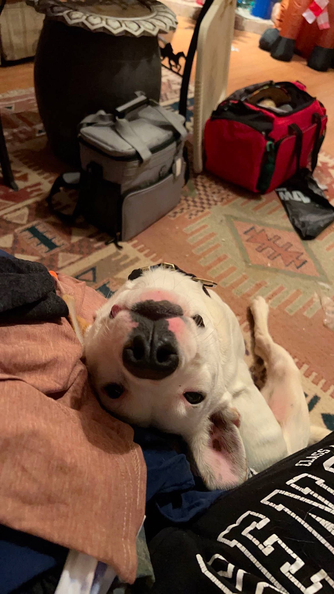 Peaches is registered to the contest to win money with this photo: backpack, bag, baggage, ball, black, carnivore, comfort, companion_dog, dalmatian, dog, dog_breed, fawn, flooring, fur, luggage_and_bags, room, snout, sporting_group, toy, working_animal