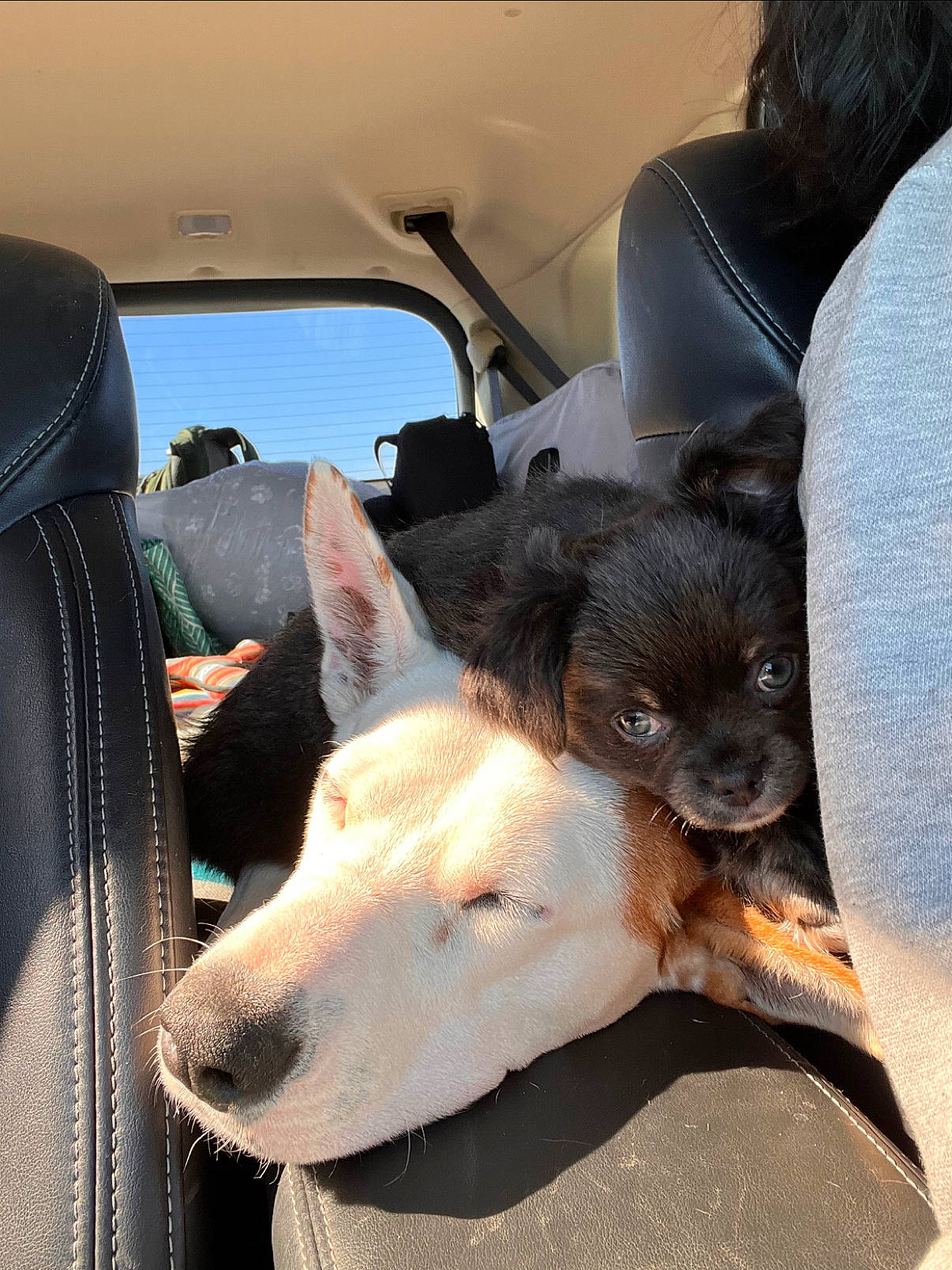 Peaches joined the competition — help win amazing prizes! automotive_exterior, car, car_seat, car_seat_cover, carnivore, companion_dog, dog, dog_breed, fawn, fish, head_restraint, motor_vehicle, seat_belt, snout, sporting_group, vehicle, vehicle_door, whiskers, window, working_animal