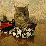 Mosquito a rejoint le concours — aidez-le/la à gagner de superbes lots ! animal, cat, closeup, cozy, decor, domestic, feline, fur, indoor, leaf_pattern, pet, portrait, reflection, resting, scarf, sitting, tabby, table, wallpaper, wood