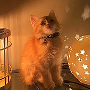 Eevee joined the competition — help win amazing prizes! bell, book, cat, collar, cozy, curious, feline, glowing_orb, indoor, kitten, lamp, orange_cat, pen, reflection, shadow, stars, study, table, wall, warm_light