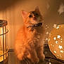 bell, book, cat, collar, cozy, curious, feline, glowing_orb, indoor, kitten, lamp, orange_cat, pen, reflection, shadow, stars, study, table, wall, warm_light