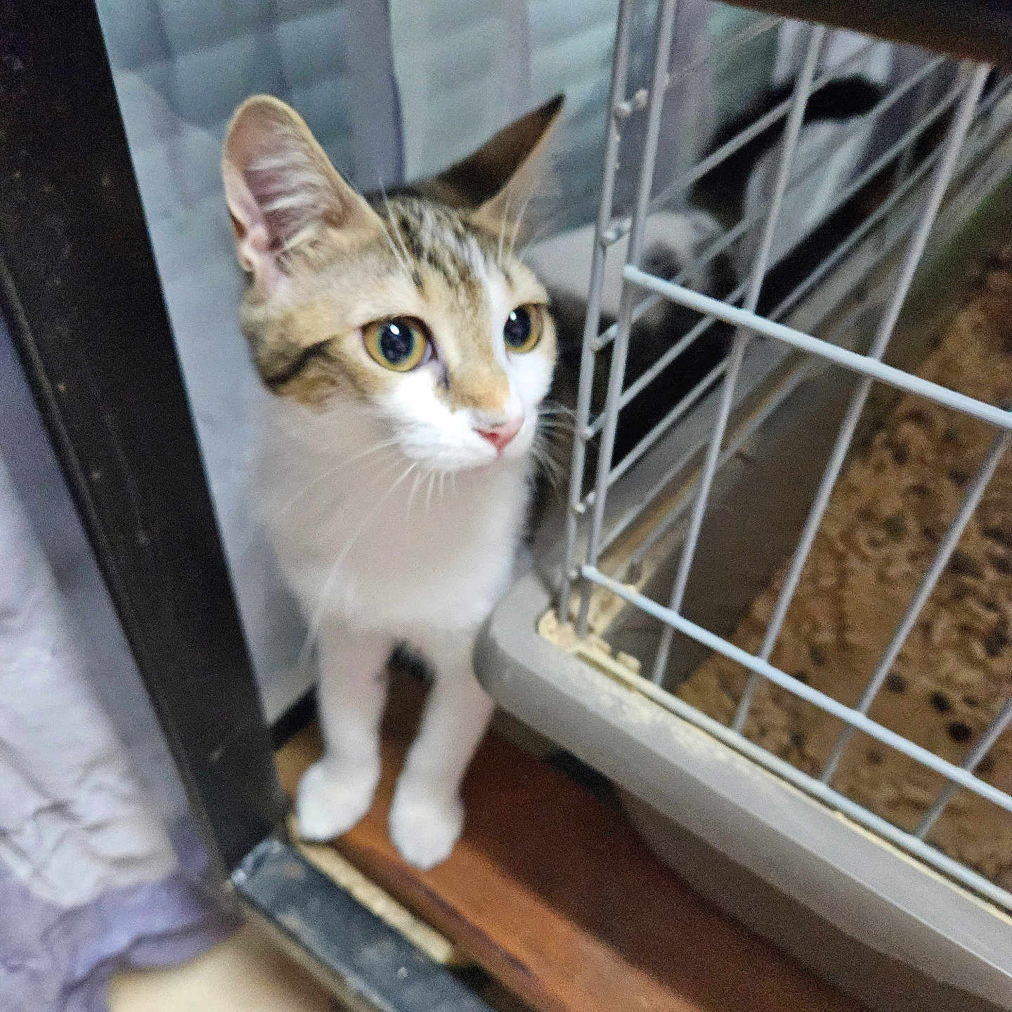 Vanille participe au concours pour gagner de l'argent avec cette photo : abyssinian, animal, box, cage, cat, crate, den, doghouse, door, egyptiancat, indoors, kennel, kitten, manx, pet, siamese