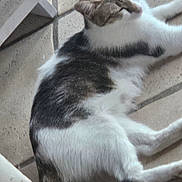 Vanille a rejoint le concours — aidez-le/la à gagner de superbes lots ! animal, black, blur, cat, cozy, domestic, floor, fur, furniture, gray, indoor, laying, pet, relaxed, resting, sleeping, tail, tile, whiskers, white