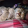 Millie joined the competition — help win amazing prizes! cat, tabby, sleeping, nap, cozy, feline, pet, fur, whiskers, paws, blanket, red, white, striped, indoor, resting, closeup, cute, domestic_cat, relaxed
