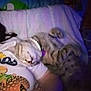 cat, sleeping, person, shirt, pineapple, frog, indoor, dim_light, blur, cozy, relaxed, fur, collar, animal, resting, hand, clothing, pattern, purple_light, nighttime