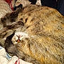 Millie joined the competition — help win amazing prizes! cat, animal, feline, pet, fur, sleeping, curled_up, blanket, quilt, cozy, domestic_animal, tail, whiskers, resting, cute, bed, indoor, soft, relaxing, mammal