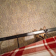 Millie is registered to the contest to win money with this photo: cat, peeking, curious, bed_frame, blanket, plaid, red, white, carpet, texture, ears, eyes, indoor, feline, pet, animal, floor, home, hiding, pattern