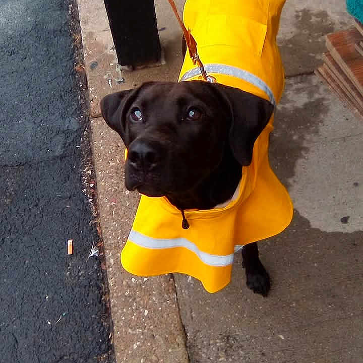 Littltbit joined the competition — help win amazing prizes! asphalt, black_dog, canine, curious_eyes, dog, dog_collar, footwear, human_foot, leash, leash_clip, outdoor, pavement, pet, rain_gear, raincoat, reflective_stripes, sidewalk, street, wet_surface, yellow_raincoat