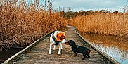 Doog participe au concours pour gagner de l'argent avec cette photo : animal, beagle, blue_sky, boardwalk, brown, canine, curious, dachshund, dog, friendship, lake, nature, outdoor, pet, reeds, sky, two_dogs, walking_path, water, wood